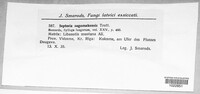 Septoria sugomakensis image